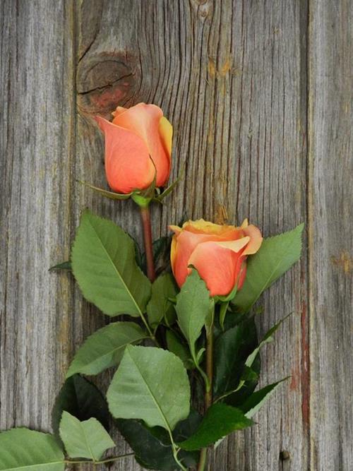 CHERRY BRANDY  BICOLOR ORANGE/PINK ROSES